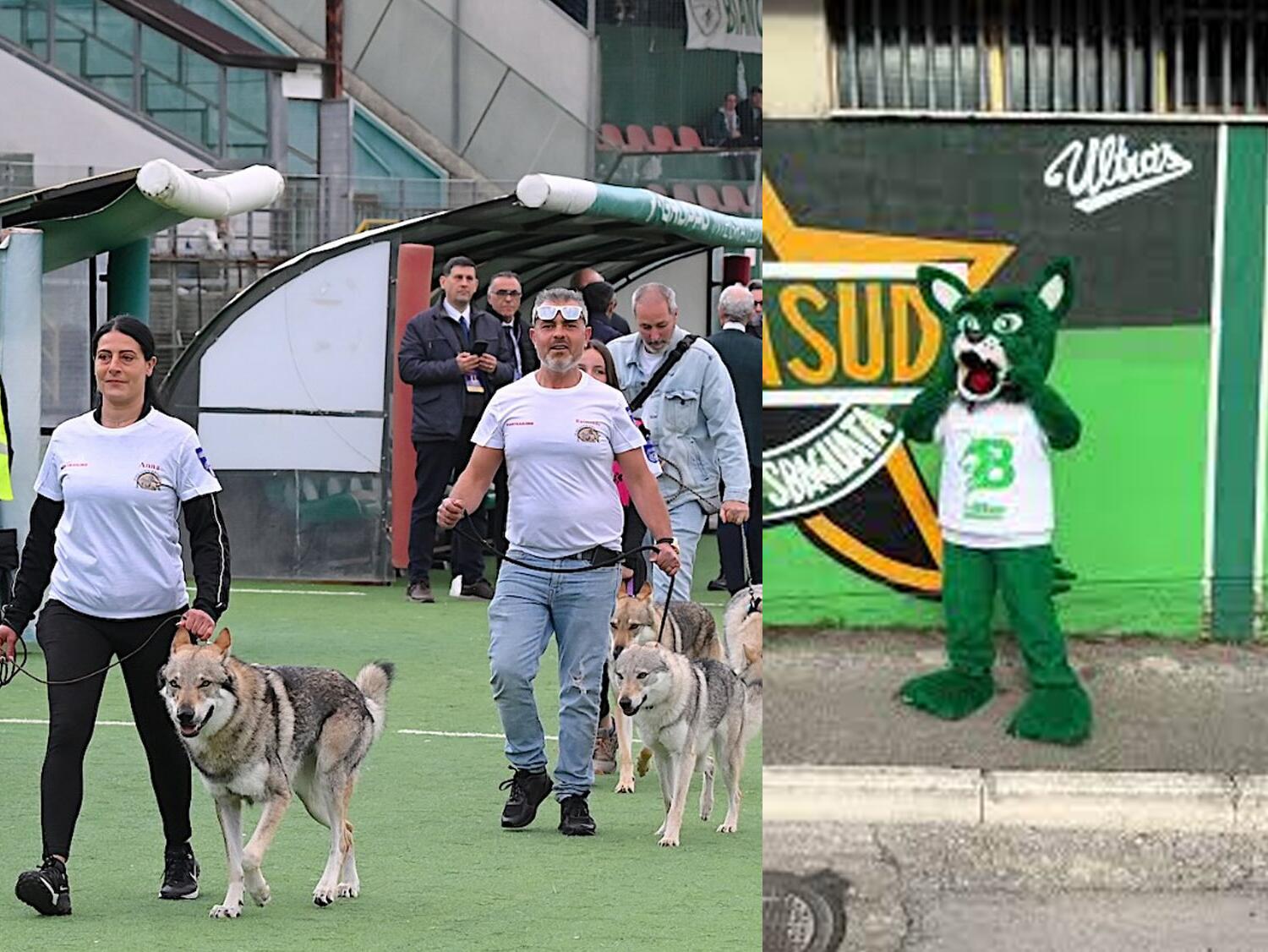 Mascote Avellino - Lobo